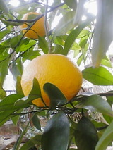 a0a15692.jpg