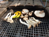 キノコ大会