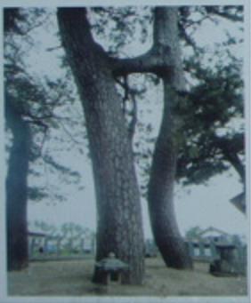 高津連理松 益田市高津浜地区