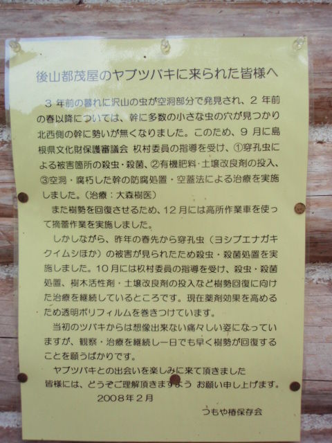 後山都茂屋のヤブツバキ の状況説明