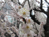 IMG_2659_1