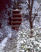 fuyu