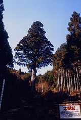 太郎杉