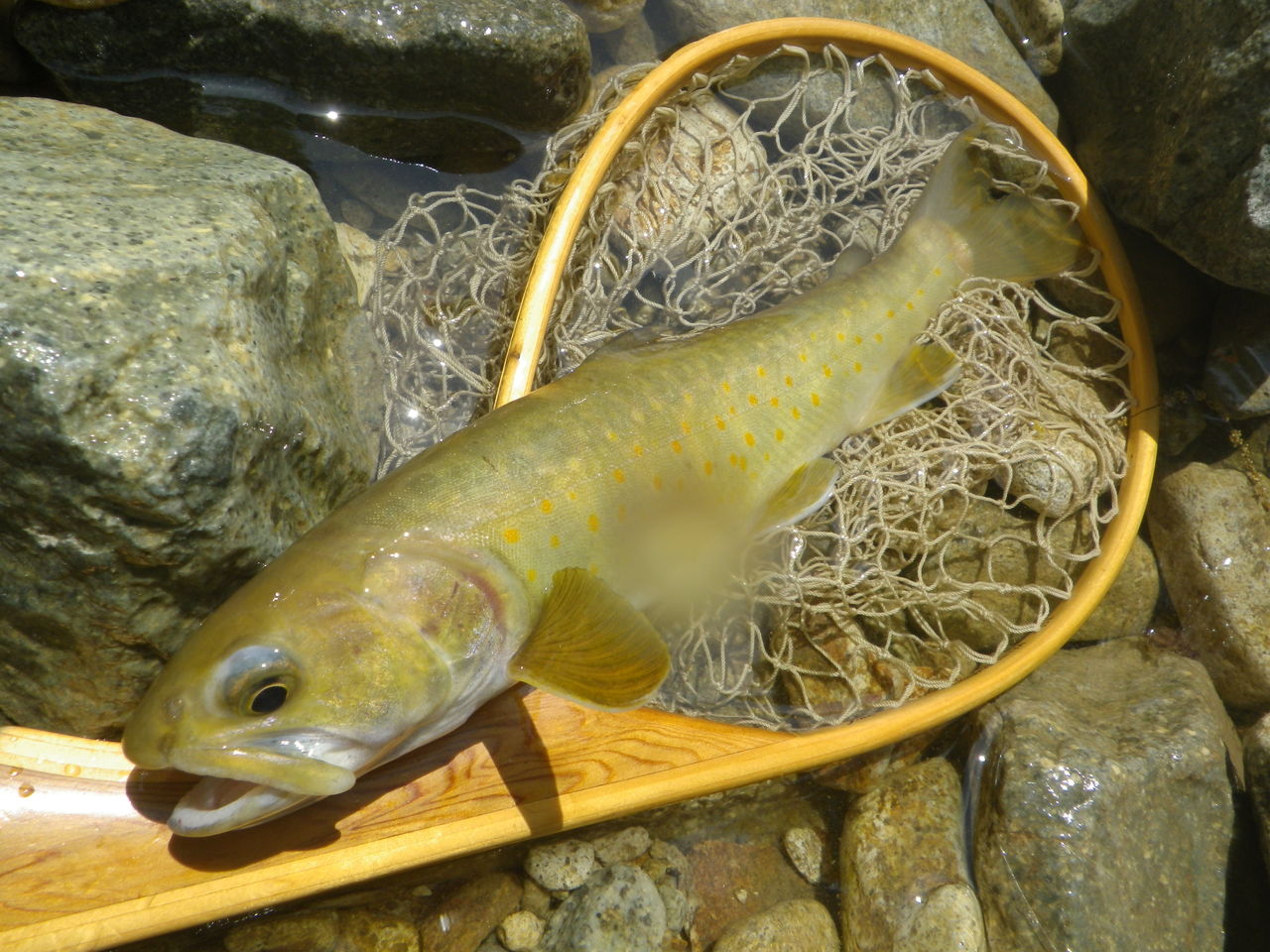 IMGP0446
