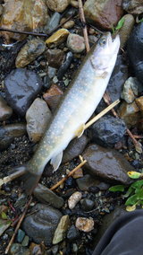 d746c256.jpg