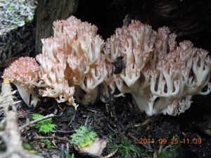 DSCN2840