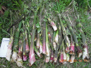 DSCN2436