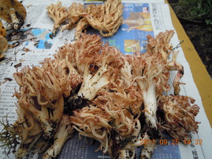 DSCN2842