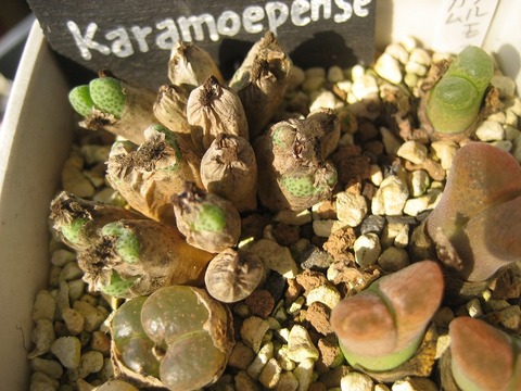 karamaepense