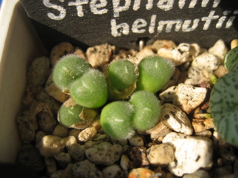 stephanii ssp helmutii