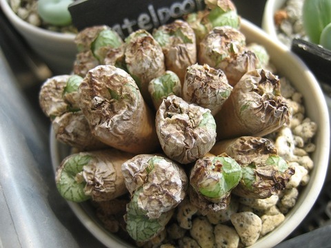 ectypum v.brownii ratelpoort