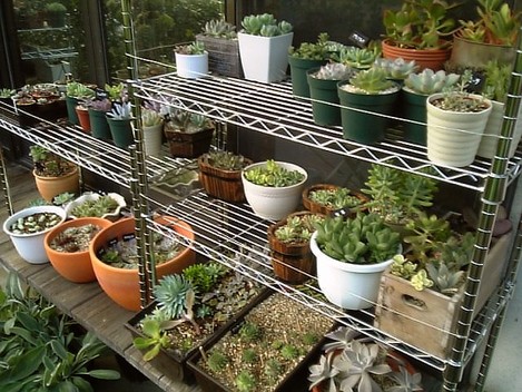 多肉棚 part2 : やっぱここがエエねん