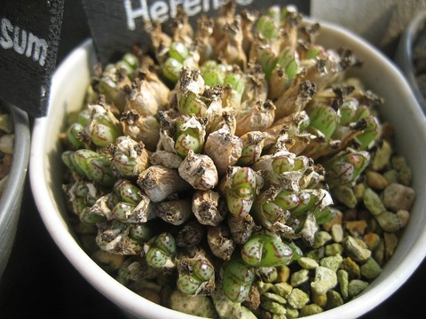 Herenae