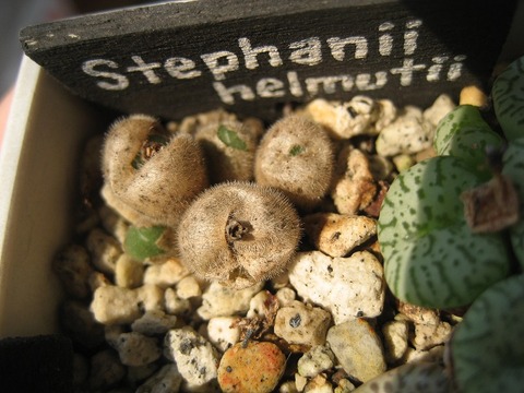 stephanii ssp helmutii