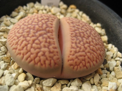 ÌÖÌÜÇÃΤ¶Ì