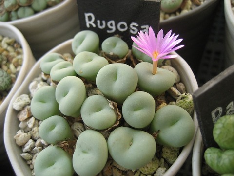 Rugosa