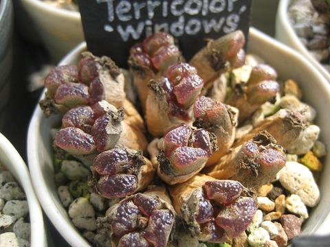 terricolor'windows'