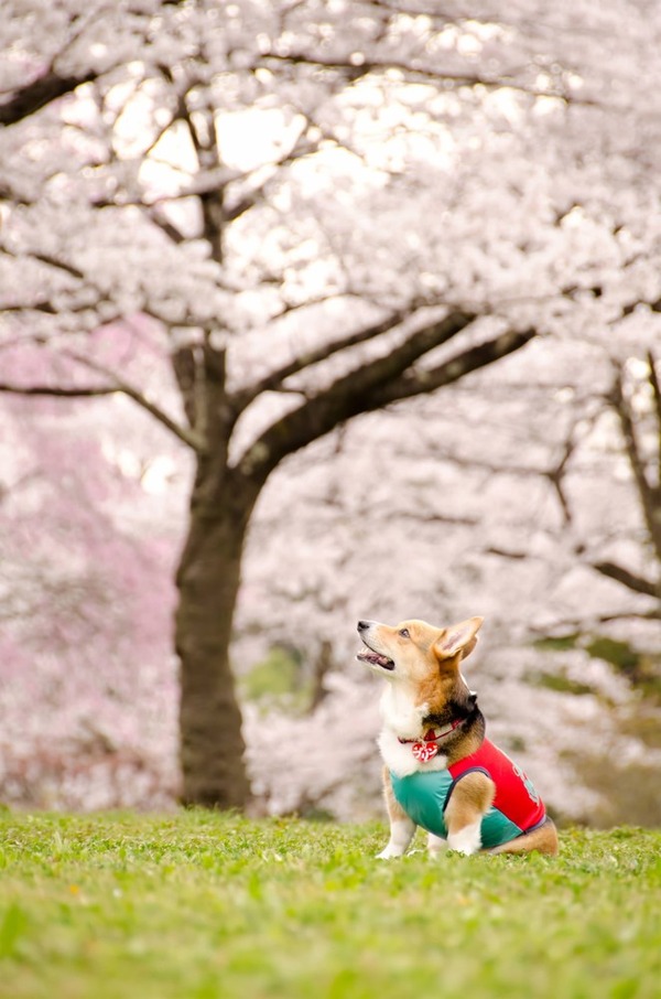 イヌ