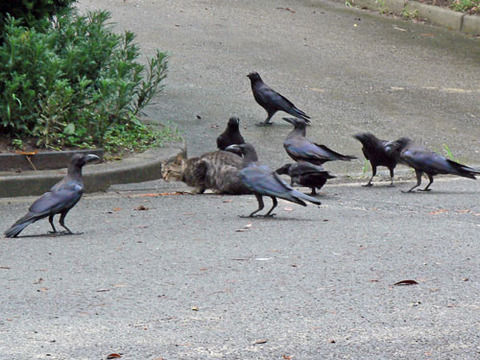 ネコとカラス