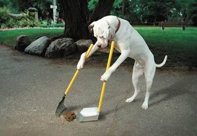 犬の糞