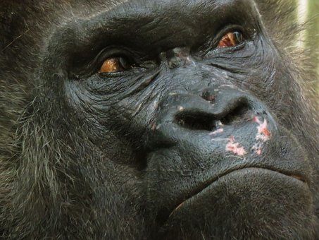 animal-1934435__340