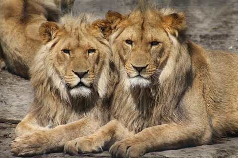 lions-1660044_960_720