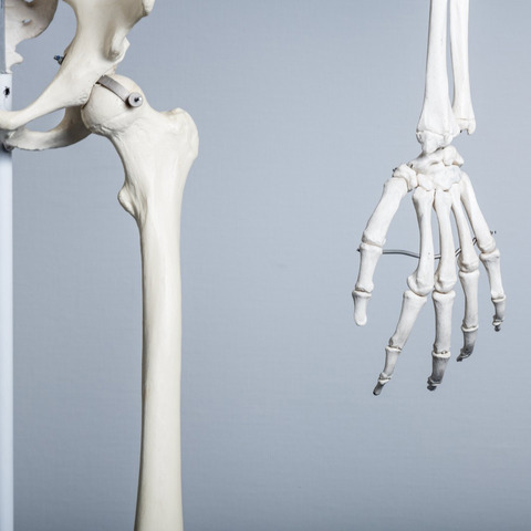 bone01