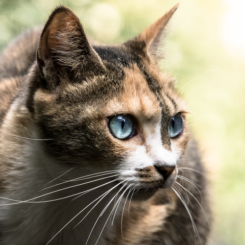 cat04