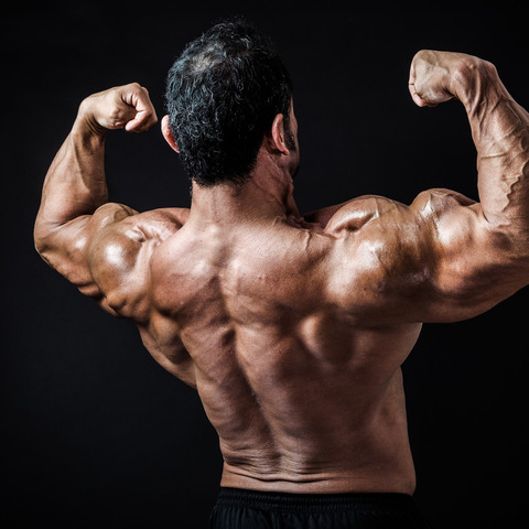 muscle01