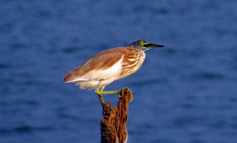 indian-pond-heron-317602__340