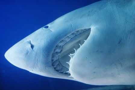 shark01_image