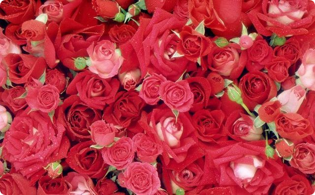 薔薇