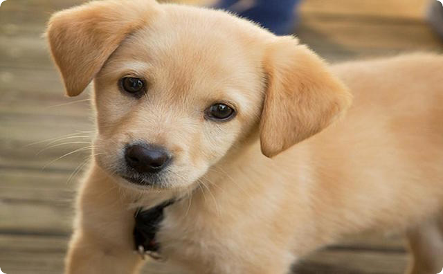 犬