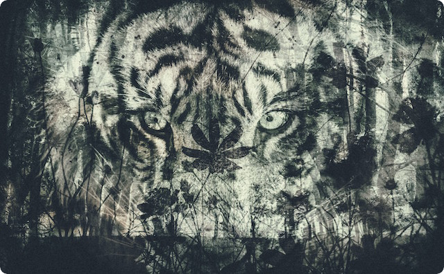 獣