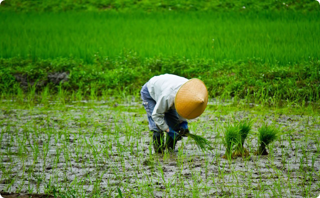 田植え