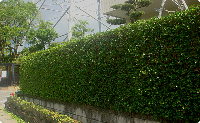 生垣植栽