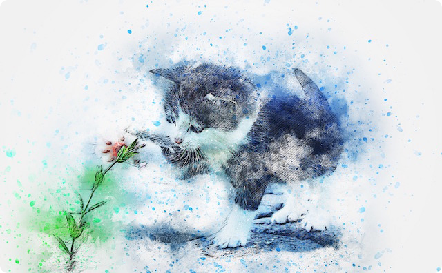 子猫