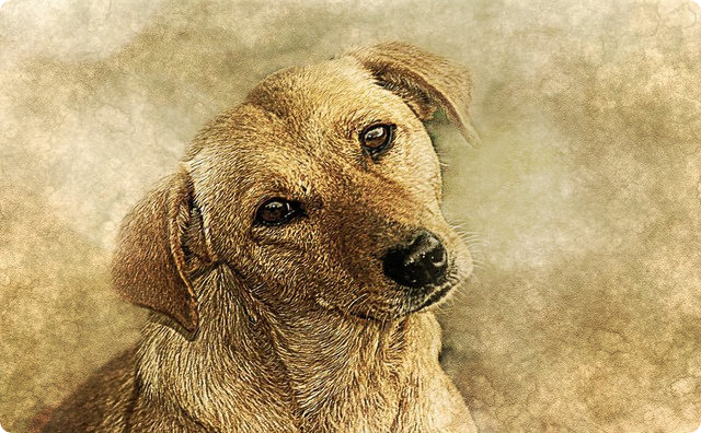 犬