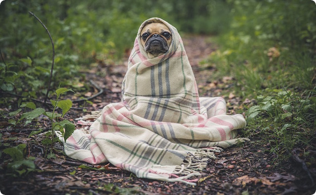 犬