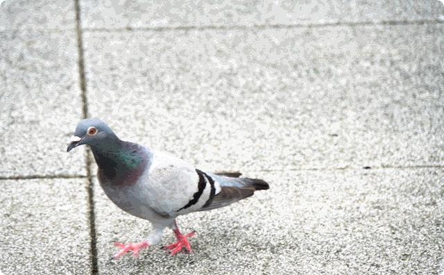 鳩