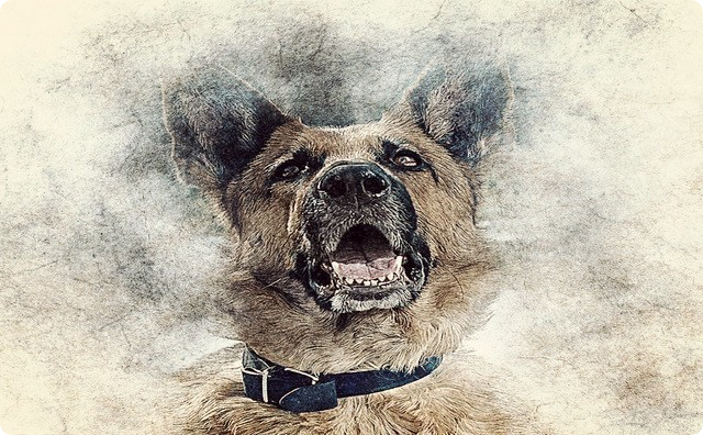 犬