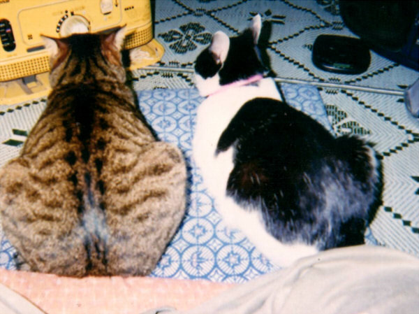 「ストーブの前に溜まる猫の図」