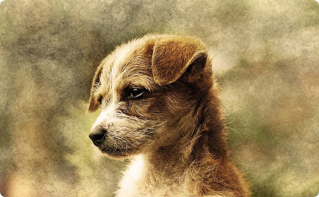 凛々しい犬