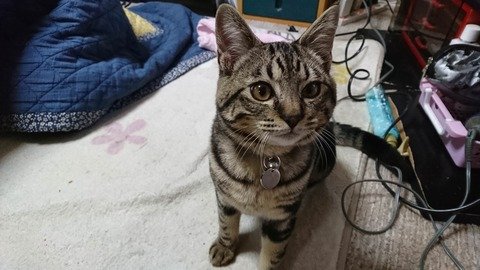 【猫2】