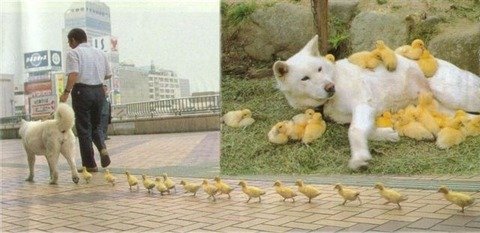犬と鳥3