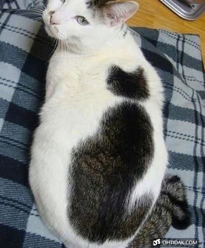 【ネコ柄の猫】