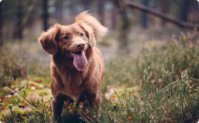 犬