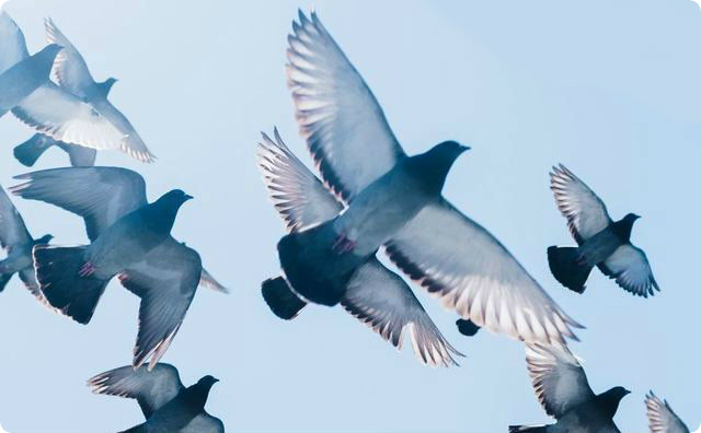 鳩