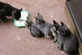 行儀のいいねこ3