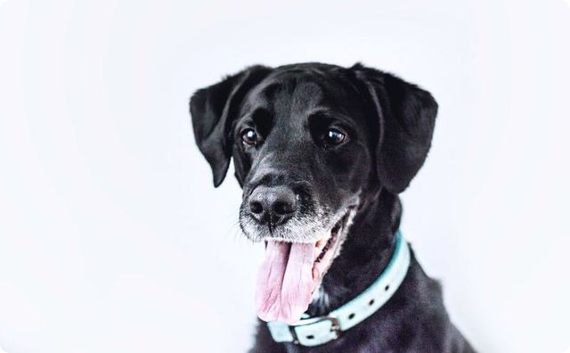 犬